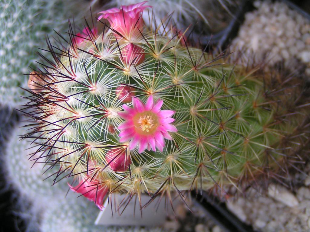 Mammillaria miroheliopsis